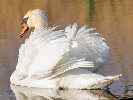 Höckerschwan